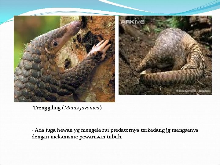 Trenggiling (Manis javanica) - Ada juga hewan yg mengelabui predatornya terkadang jg mangsanya dengan
