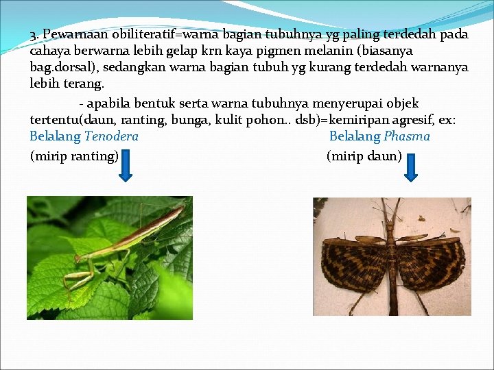 3. Pewarnaan obiliteratif=warna bagian tubuhnya yg paling terdedah pada cahaya berwarna lebih gelap krn