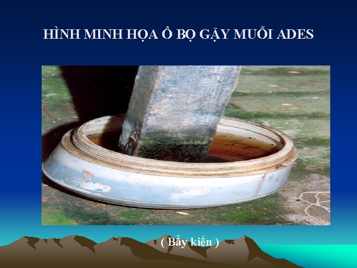 HÌNH MINH HỌA Ổ BỌ GẬY MUỖI ADES ( Bẩy kiến ) 