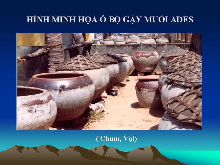 HÌNH MINH HỌA Ổ BỌ GẬY MUỖI ADES ( Chum, Vại) 