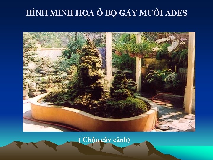 HÌNH MINH HỌA Ổ BỌ GẬY MUỖI ADES ( Chậu cây cảnh) 