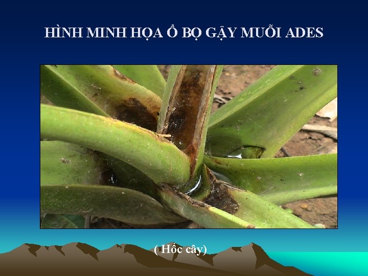 HÌNH MINH HỌA Ổ BỌ GẬY MUỖI ADES ( Hốc cây) 