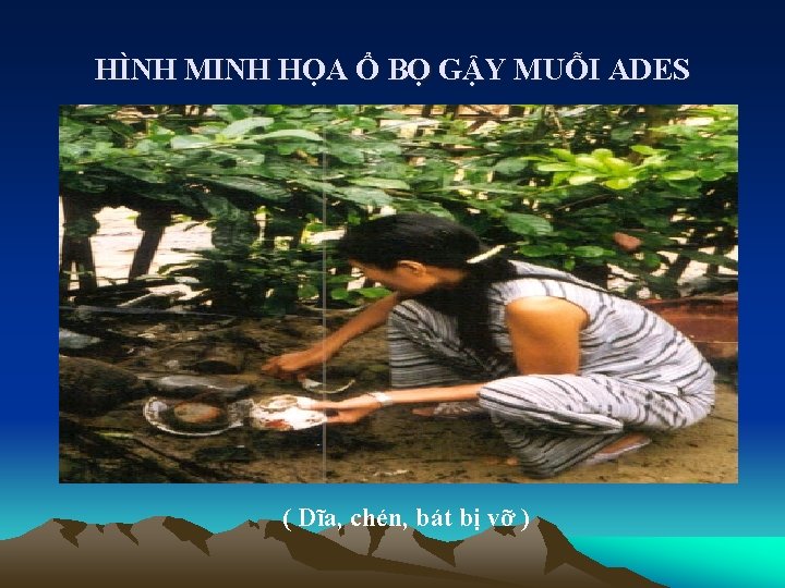 HÌNH MINH HỌA Ổ BỌ GẬY MUỖI ADES ( Dĩa, chén, bát bị vỡ