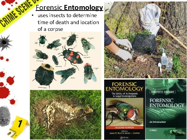 Forensic Entomology • uses insects to determine time of death and location of a