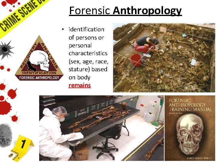 Forensic Anthropology • identification of persons or personal characteristics (sex, age, race, stature) based