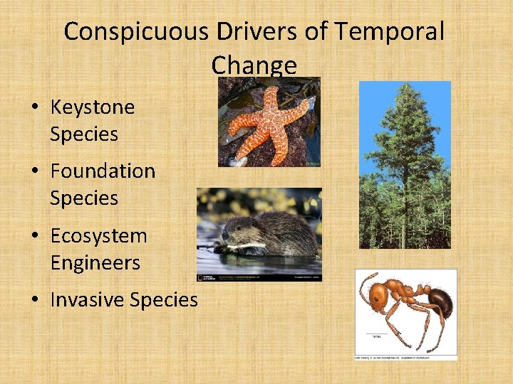 Conspicuous Drivers of Temporal Change • Keystone Species • Foundation Species • Ecosystem Engineers