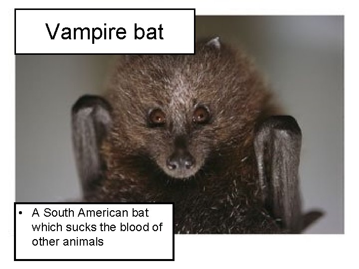 Vampire bat • A South American bat which sucks the blood of other animals