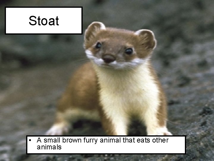 Stoat • A small brown furry animal that eats other animals 