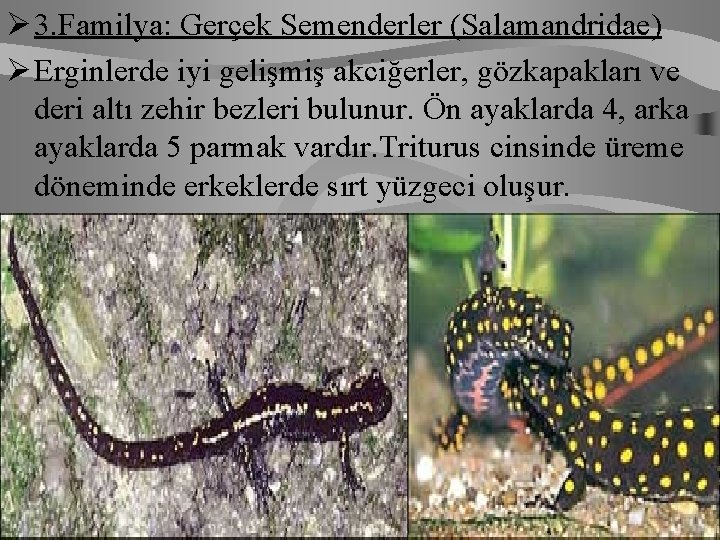 Ø 3. Familya: Gerçek Semenderler (Salamandridae) Ø Erginlerde iyi gelişmiş akciğerler, gözkapakları ve deri