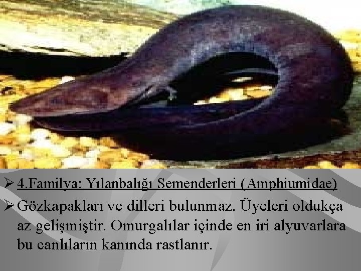 Ø 4. Familya: Yılanbalığı Semenderleri (Amphiumidae) Ø Gözkapakları ve dilleri bulunmaz. Üyeleri oldukça az