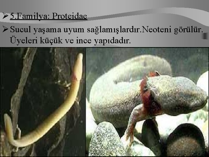 Ø 5. Familya: Proteidae Ø Sucul yaşama uyum sağlamışlardır. Neoteni görülür. Üyeleri küçük ve