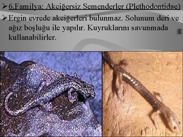 Ø 6. Familya: Akciğersiz Semenderler (Plethodontidae) Ø Ergin evrede akciğerleri bulunmaz. Solunum deri ve