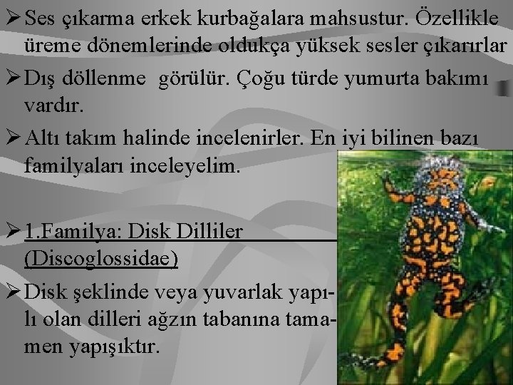 Ø Ses çıkarma erkek kurbağalara mahsustur. Özellikle üreme dönemlerinde oldukça yüksek sesler çıkarırlar Ø