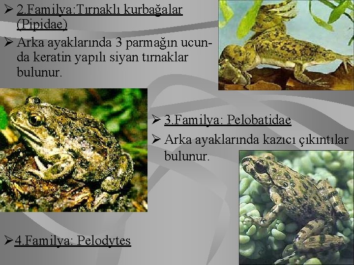 Ø 2. Familya: Tırnaklı kurbağalar (Pipidae) Ø Arka ayaklarında 3 parmağın ucunda keratin yapılı