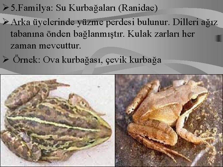 Ø 5. Familya: Su Kurbağaları (Ranidae) Ø Arka üyelerinde yüzme perdesi bulunur. Dilleri ağız