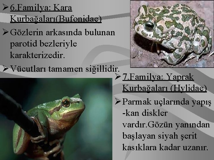 Ø 6. Familya: Kara Kurbağaları(Bufonidae) Ø Gözlerin arkasında bulunan parotid bezleriyle karakterizedir. Ø Vücutları
