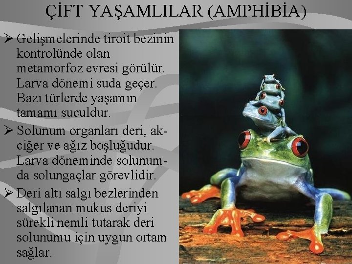 ÇİFT YAŞAMLILAR (AMPHİBİA) Ø Gelişmelerinde tiroit bezinin kontrolünde olan metamorfoz evresi görülür. Larva dönemi