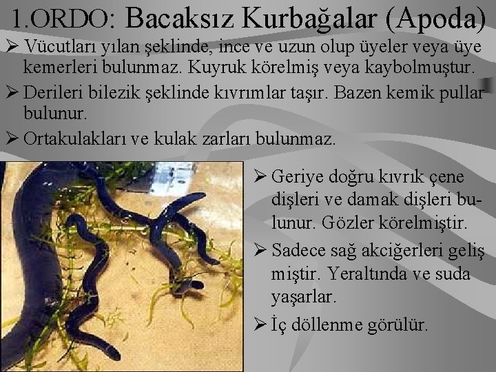 1. ORDO: Bacaksız Kurbağalar (Apoda) Ø Vücutları yılan şeklinde, ince ve uzun olup üyeler