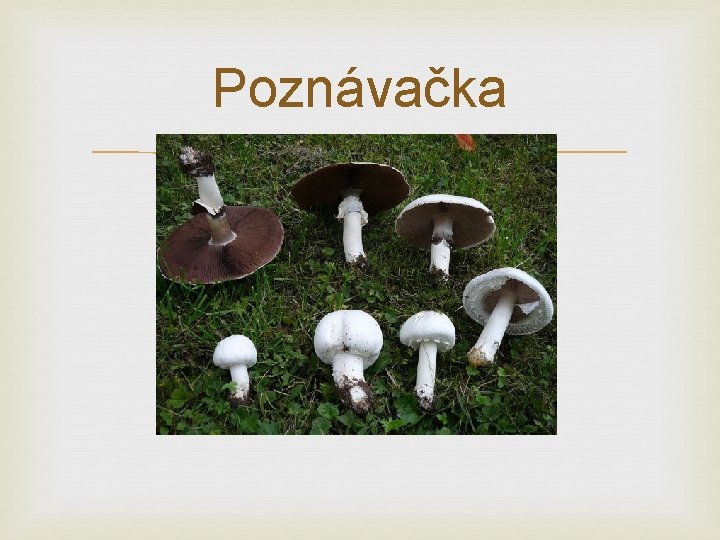 Poznávačka 