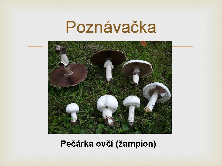 Poznávačka Pečárka ovčí (žampion) 