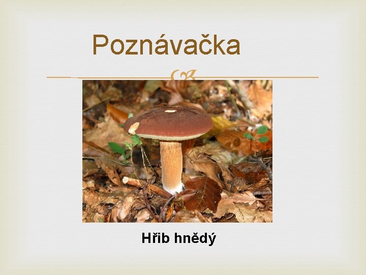 Poznávačka Hřib hnědý 