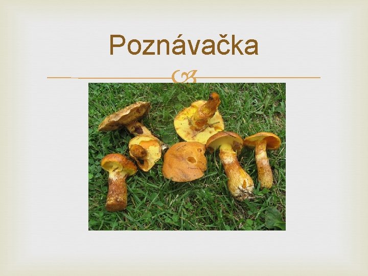 Poznávačka 