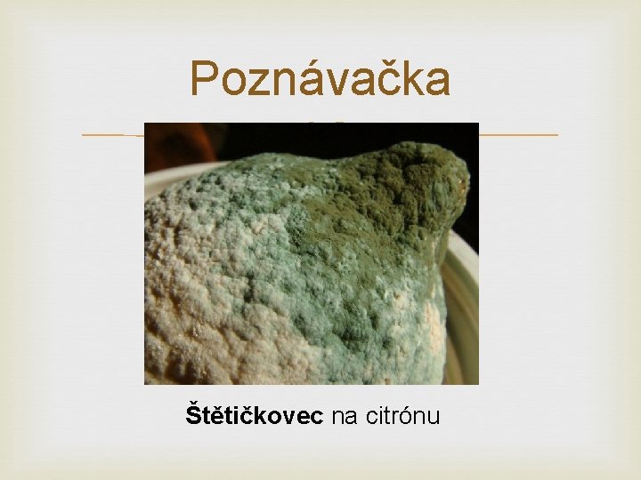 Poznávačka Štětičkovec na citrónu 