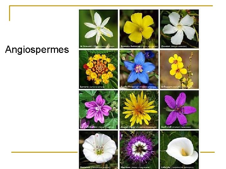 Angiospermes 