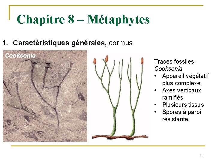 Chapitre 8 – Métaphytes 1. Caractéristiques générales, cormus Cooksonia Traces fossiles: Cooksonia • Appareil