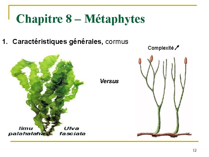 Chapitre 8 – Métaphytes 1. Caractéristiques générales, cormus Complexité Versus 12 