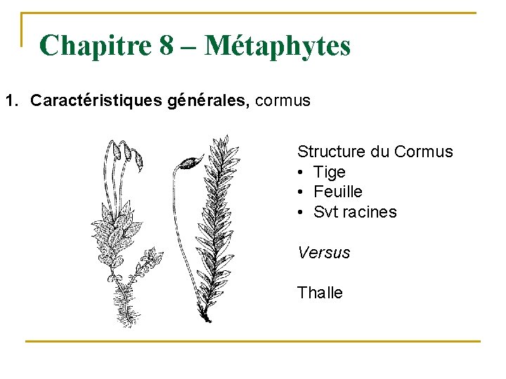 Chapitre 8 – Métaphytes 1. Caractéristiques générales, cormus Structure du Cormus • Tige •