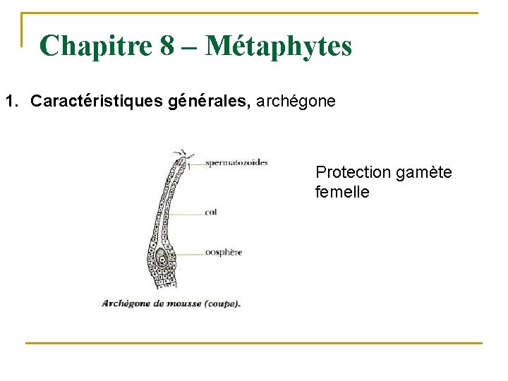 Chapitre 8 – Métaphytes 1. Caractéristiques générales, archégone Protection gamète femelle 