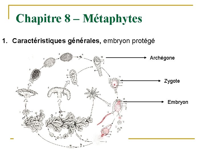 Chapitre 8 – Métaphytes 1. Caractéristiques générales, embryon protégé Archégone Zygote Embryon 