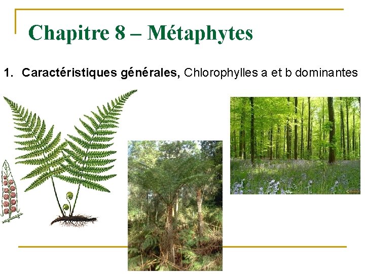 Chapitre 8 – Métaphytes 1. Caractéristiques générales, Chlorophylles a et b dominantes 