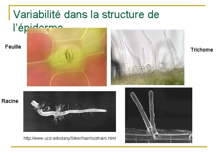 Variabilité dans la structure de l’épiderme Feuille Trichome Racine http: //www. ucd. ie/botany/Steer/hair/roothairs. html