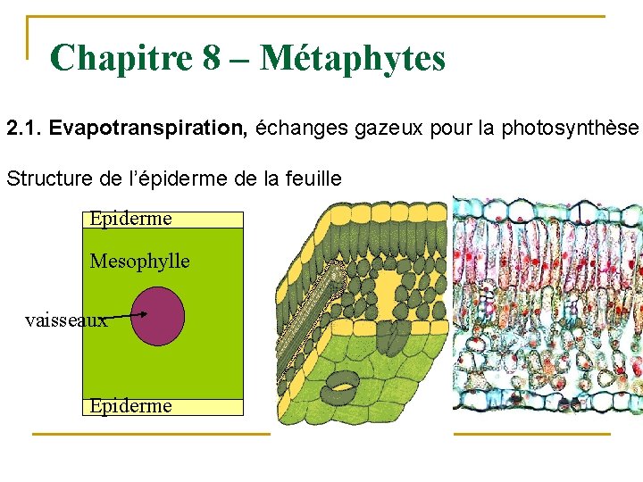 Chapitre 8 – Métaphytes 2. 1. Evapotranspiration, échanges gazeux pour la photosynthèse Structure de