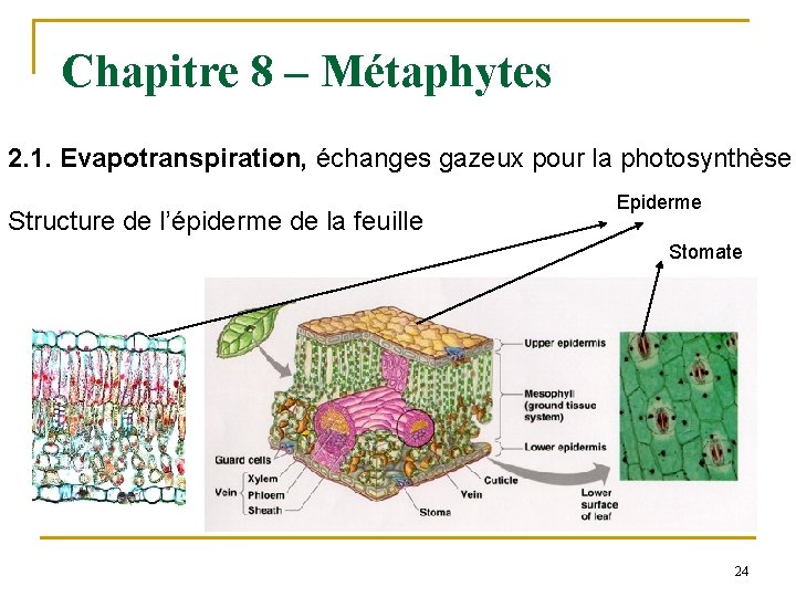 Chapitre 8 – Métaphytes 2. 1. Evapotranspiration, échanges gazeux pour la photosynthèse Structure de