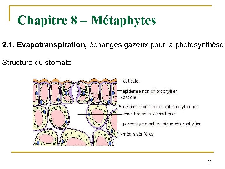 Chapitre 8 – Métaphytes 2. 1. Evapotranspiration, échanges gazeux pour la photosynthèse Structure du