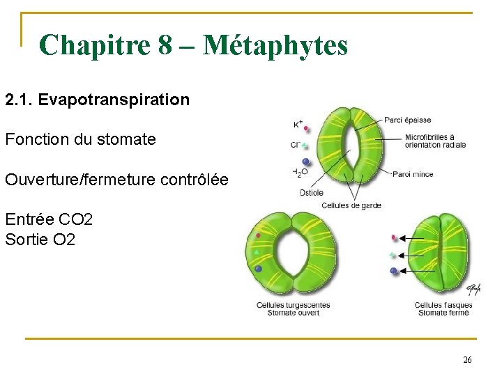 Chapitre 8 – Métaphytes 2. 1. Evapotranspiration Fonction du stomate Ouverture/fermeture contrôlée Entrée CO