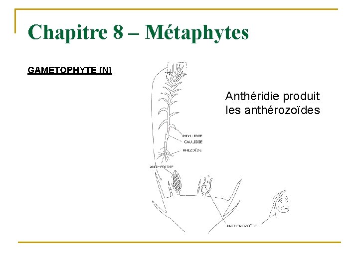 Chapitre 8 – Métaphytes GAMETOPHYTE (N) Anthéridie produit les anthérozoïdes 