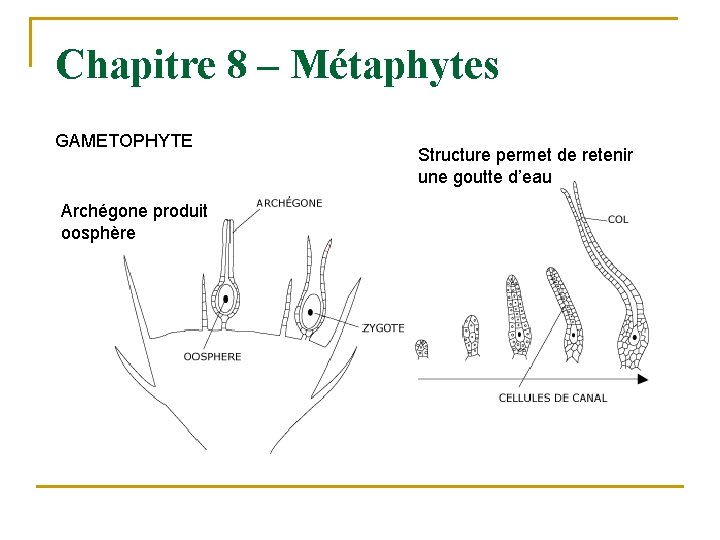 Chapitre 8 – Métaphytes GAMETOPHYTE Archégone produit oosphère Structure permet de retenir une goutte