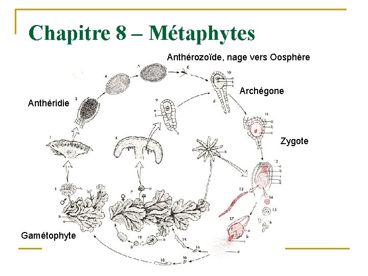 Chapitre 8 – Métaphytes Anthérozoïde, nage vers Oosphère Archégone Anthéridie Zygote Gamétophyte 