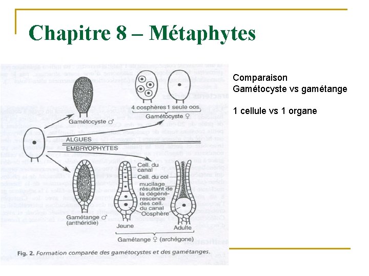 Chapitre 8 – Métaphytes Comparaison Gamétocyste vs gamétange 1 cellule vs 1 organe 