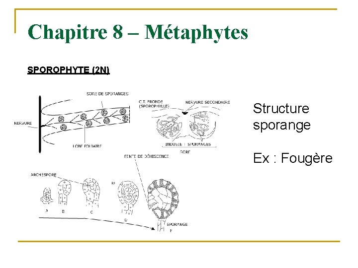 Chapitre 8 – Métaphytes SPOROPHYTE (2 N) Structure sporange Ex : Fougère 