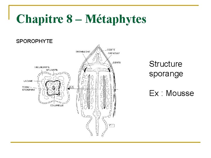 Chapitre 8 – Métaphytes SPOROPHYTE Structure sporange Ex : Mousse 