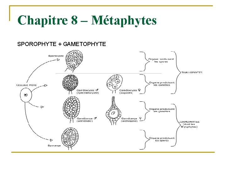 Chapitre 8 – Métaphytes SPOROPHYTE + GAMETOPHYTE 