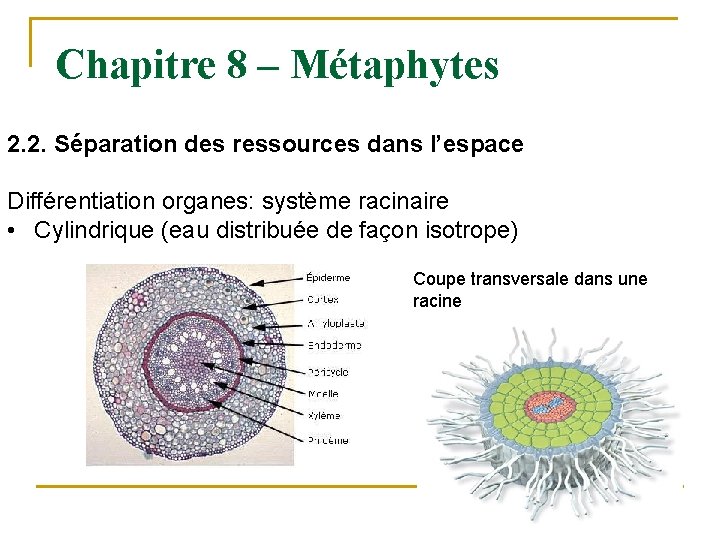 Chapitre 8 – Métaphytes 2. 2. Séparation des ressources dans l’espace Différentiation organes: système