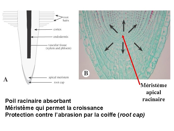 root cap Méristème apical racinaire Poil racinaire absorbant Méristème qui permet la croissance Protection