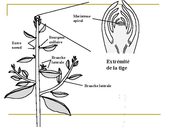 Meristème apical Entre noeud Bourgeon axillaire Branche latérale Extrémité de la tige Branche latérale