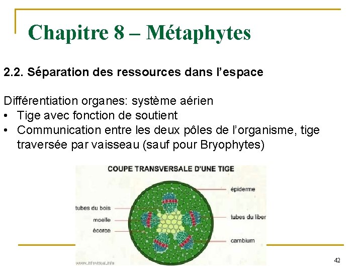 Chapitre 8 – Métaphytes 2. 2. Séparation des ressources dans l’espace Différentiation organes: système
